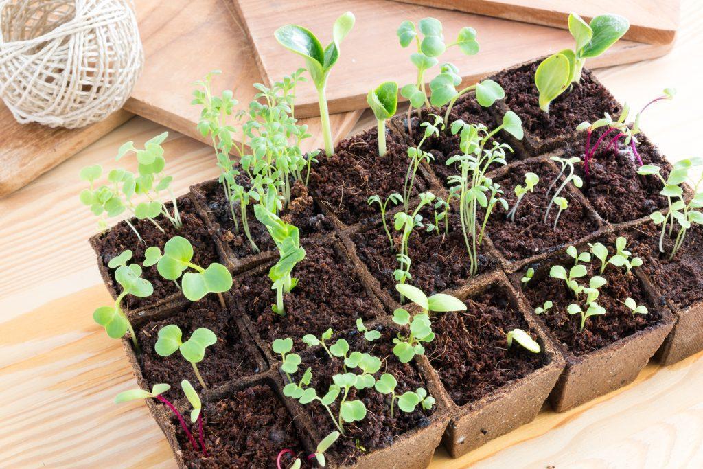 Seedlings in a tray