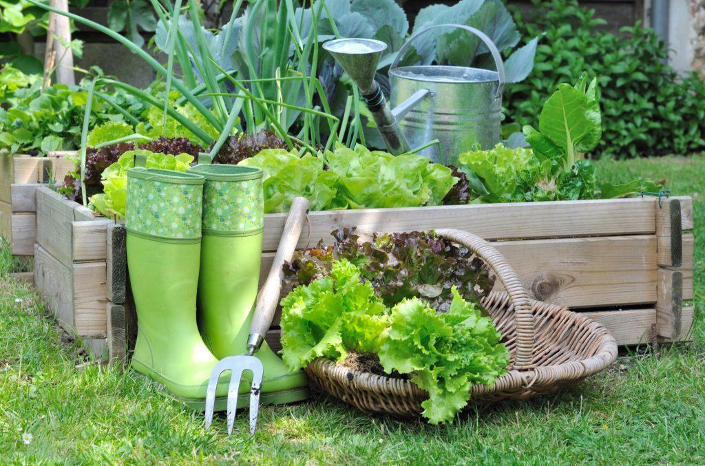 Grow your own - harvested lettuce