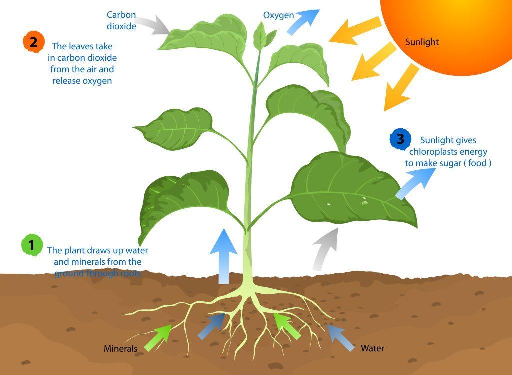 Diagram of photosynthesis