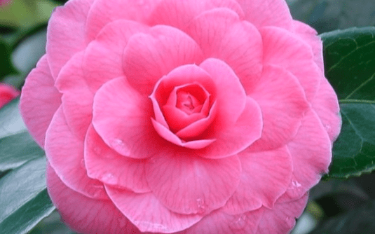 Camellia japonica Pink Perfection