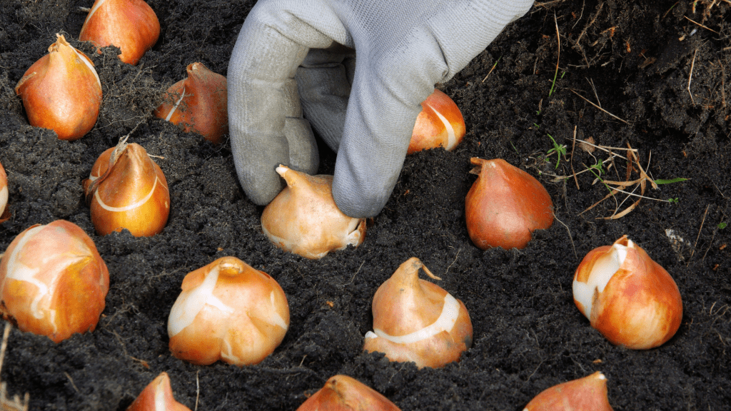 Planting Bulbs