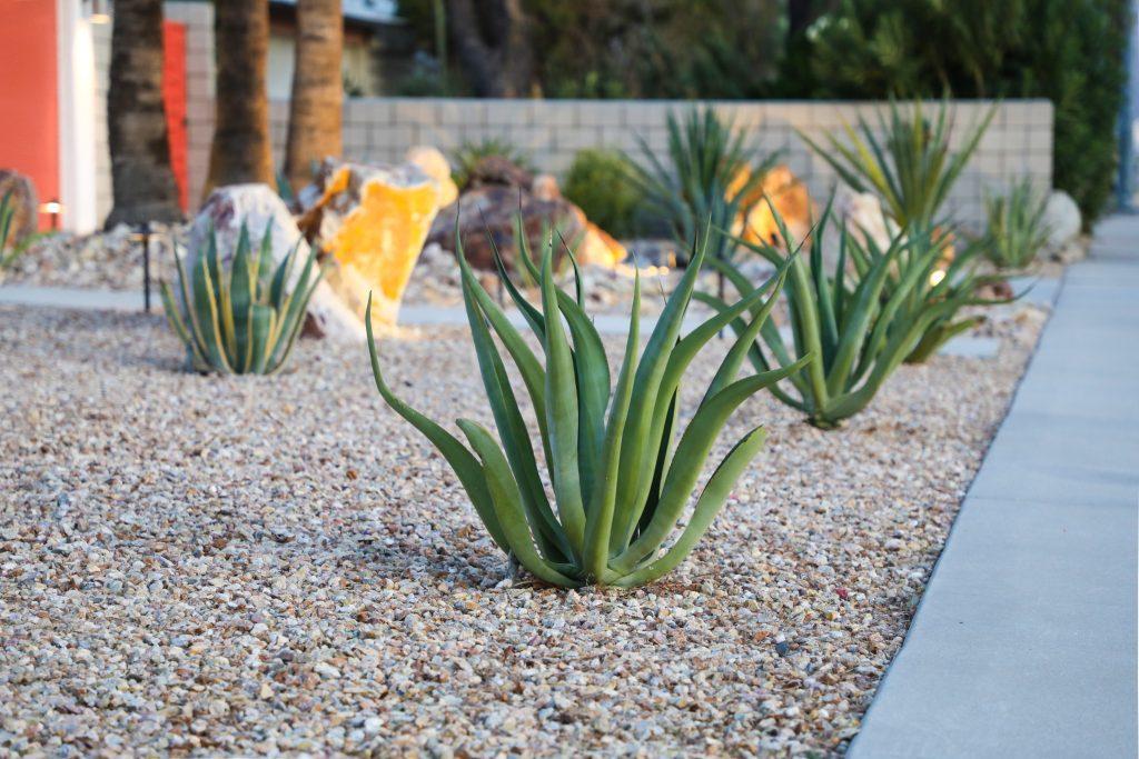 Dry gravel garden