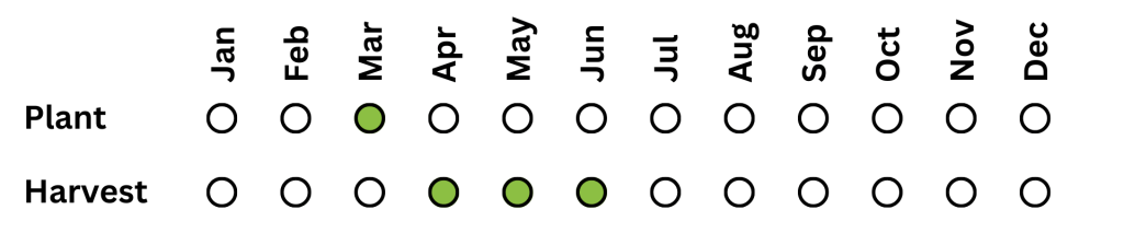 Asparagus harvesting schedule