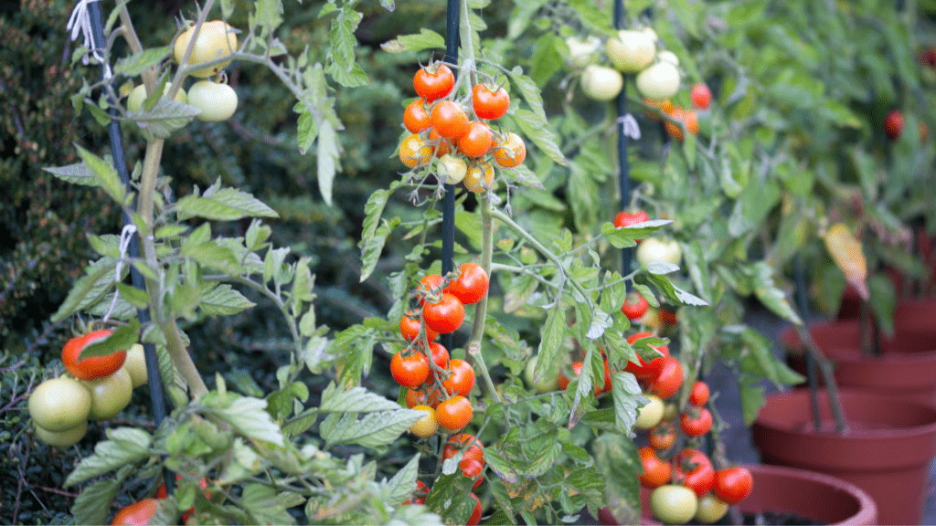 Tomatoes trained up a cane