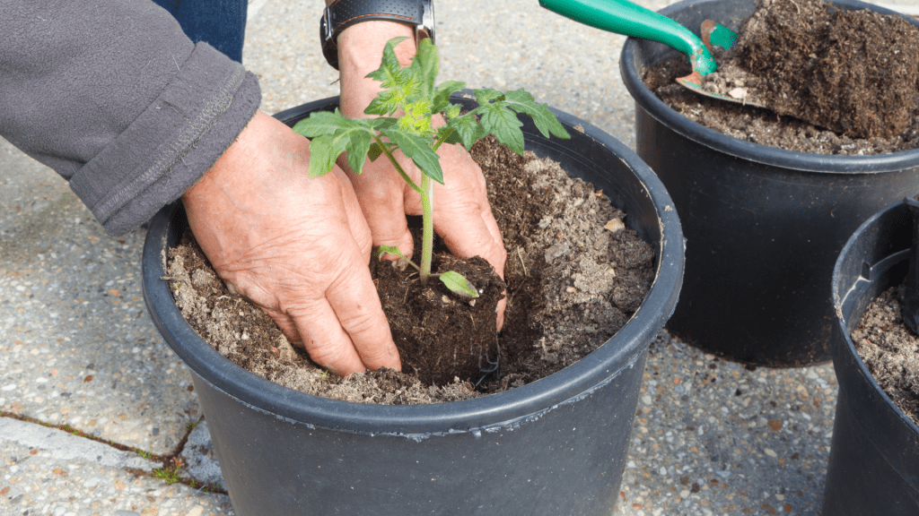 Gardener planting tomato in a pot
