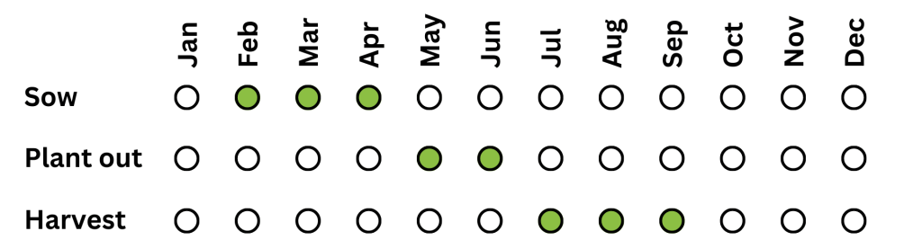 When to plant tomato plants