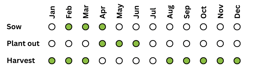 Brussels Sprouts Harvesting Schedule