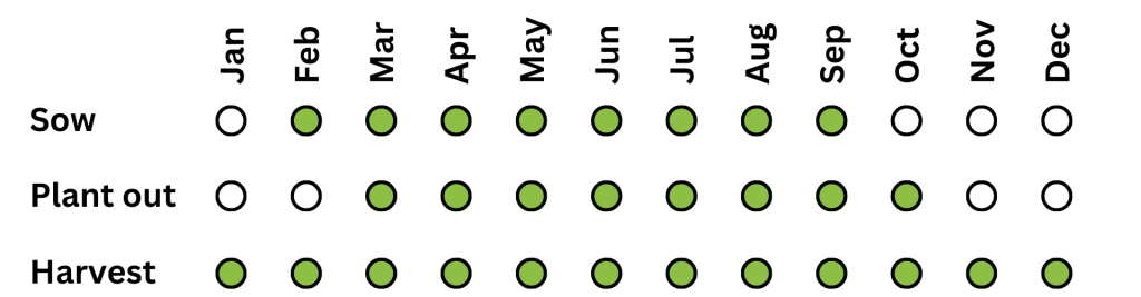 Cabbage harvesting schedule