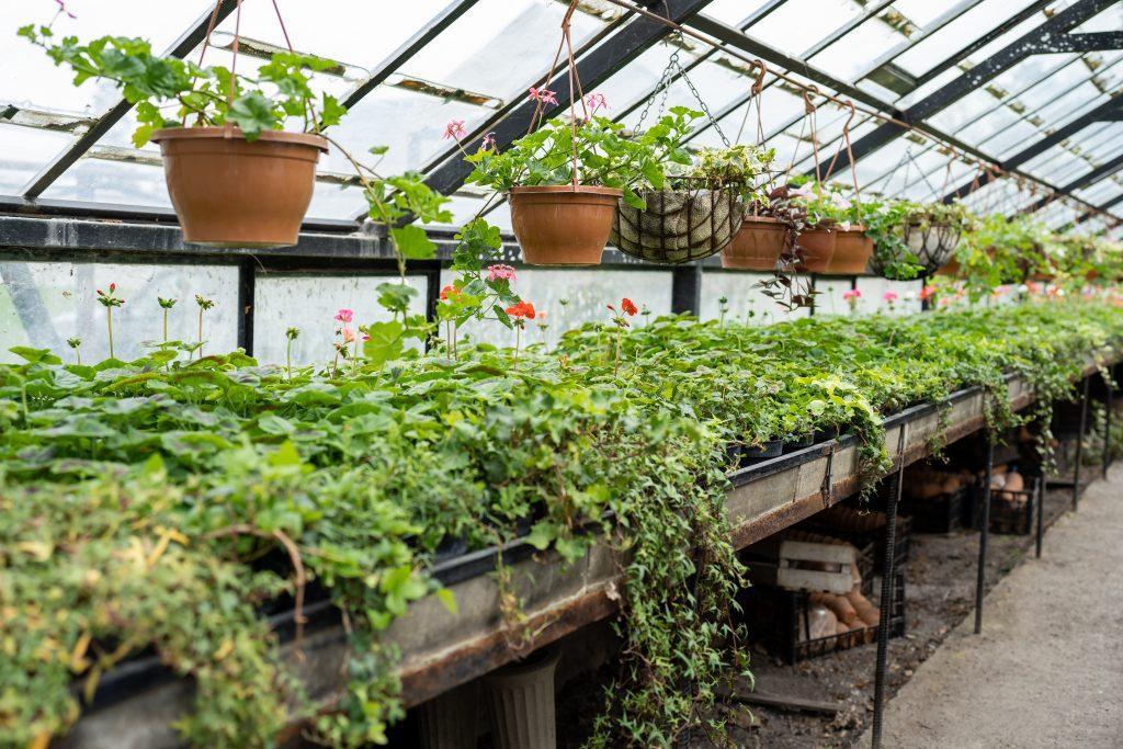 Old greenhouse with tropical flowers and hanging plants inside.