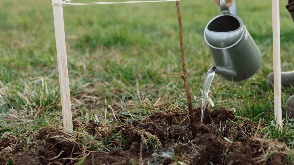 Avoid overhead watering, watering at the base of a plant is ideal
