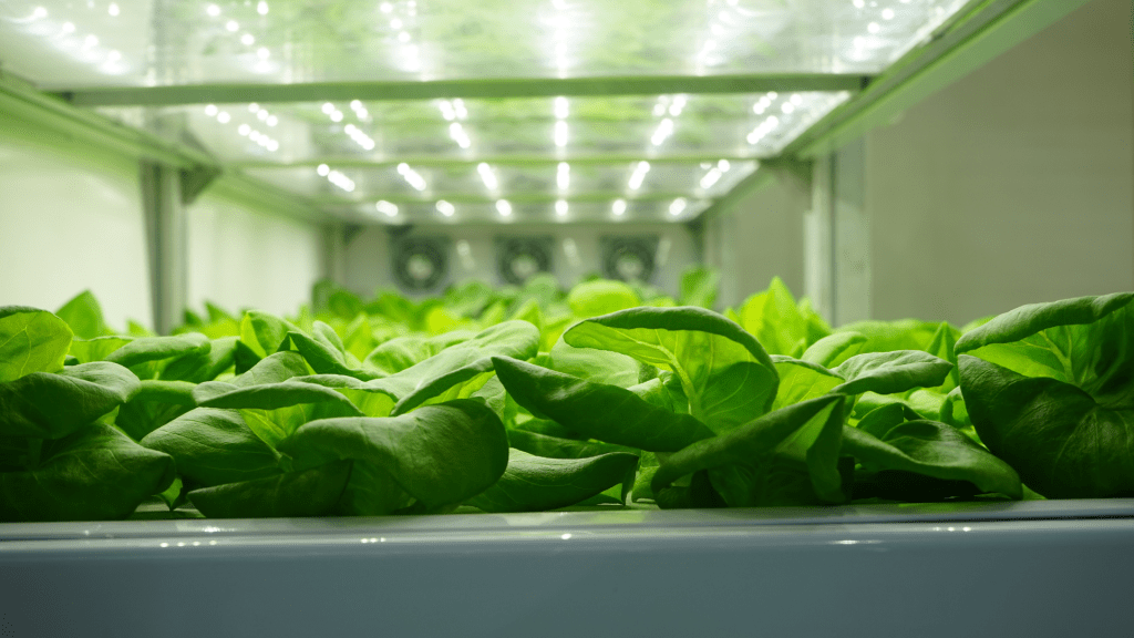 Hydroponic Gardening: Tips for Maximising Yield