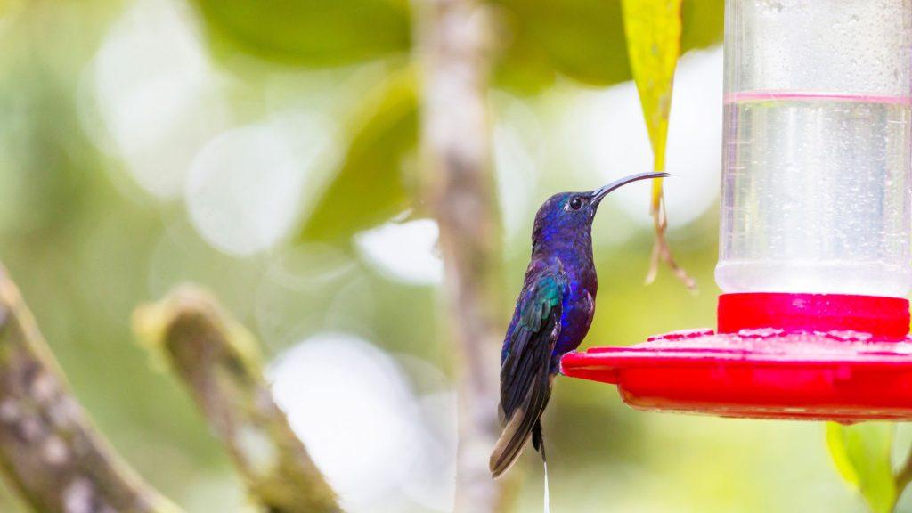 A hummingbird sitting on a water feeder.