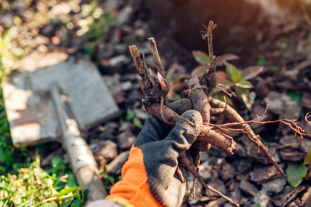 Gardener planting bare-root plant in soil in autumn