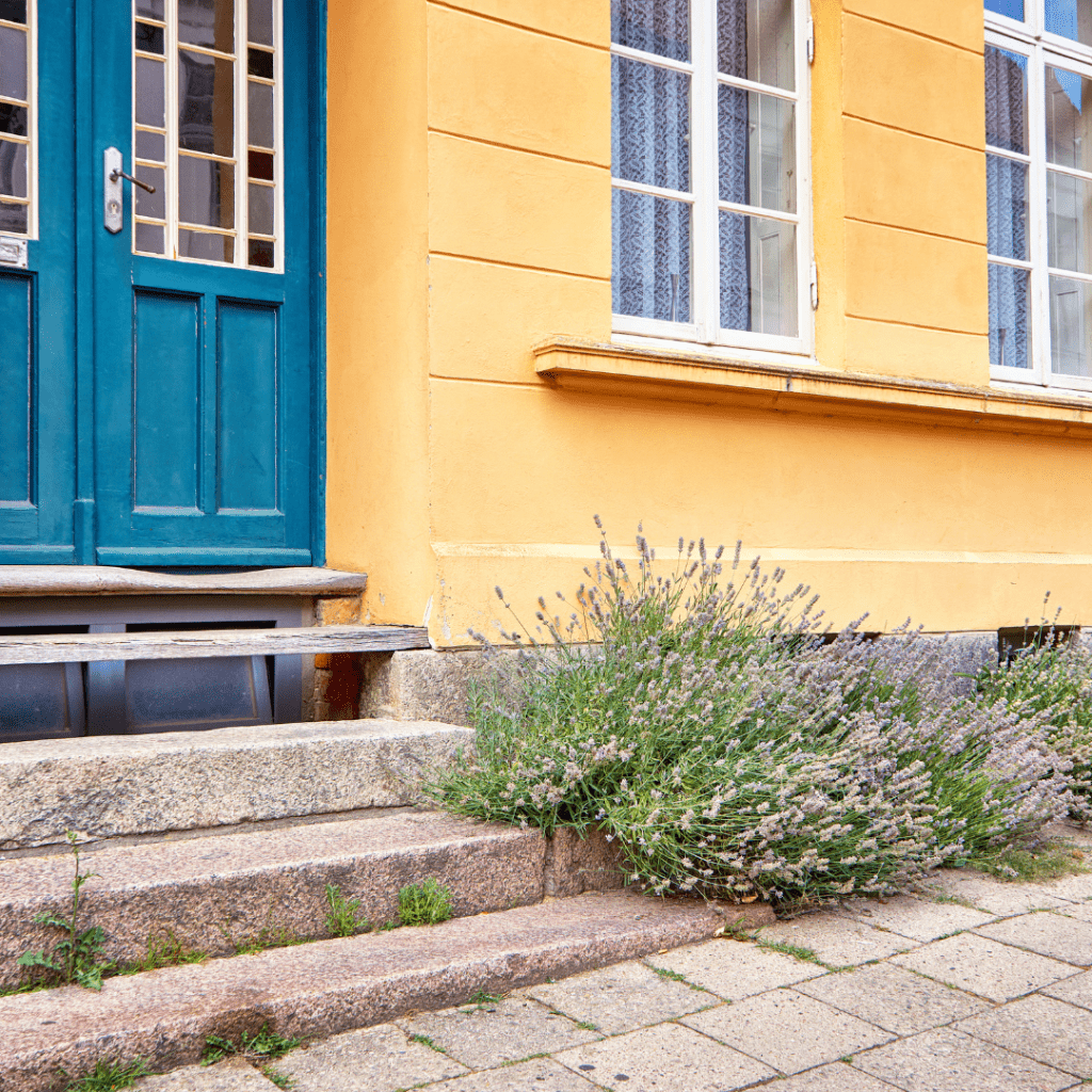 Lavender make perfect front door plants