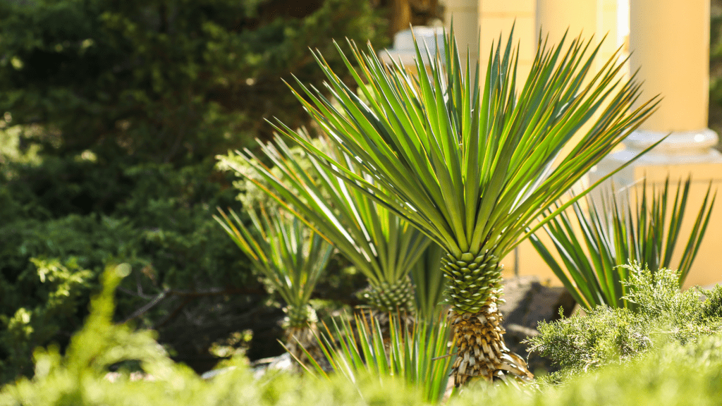 Hardy Fan Palms in Garden