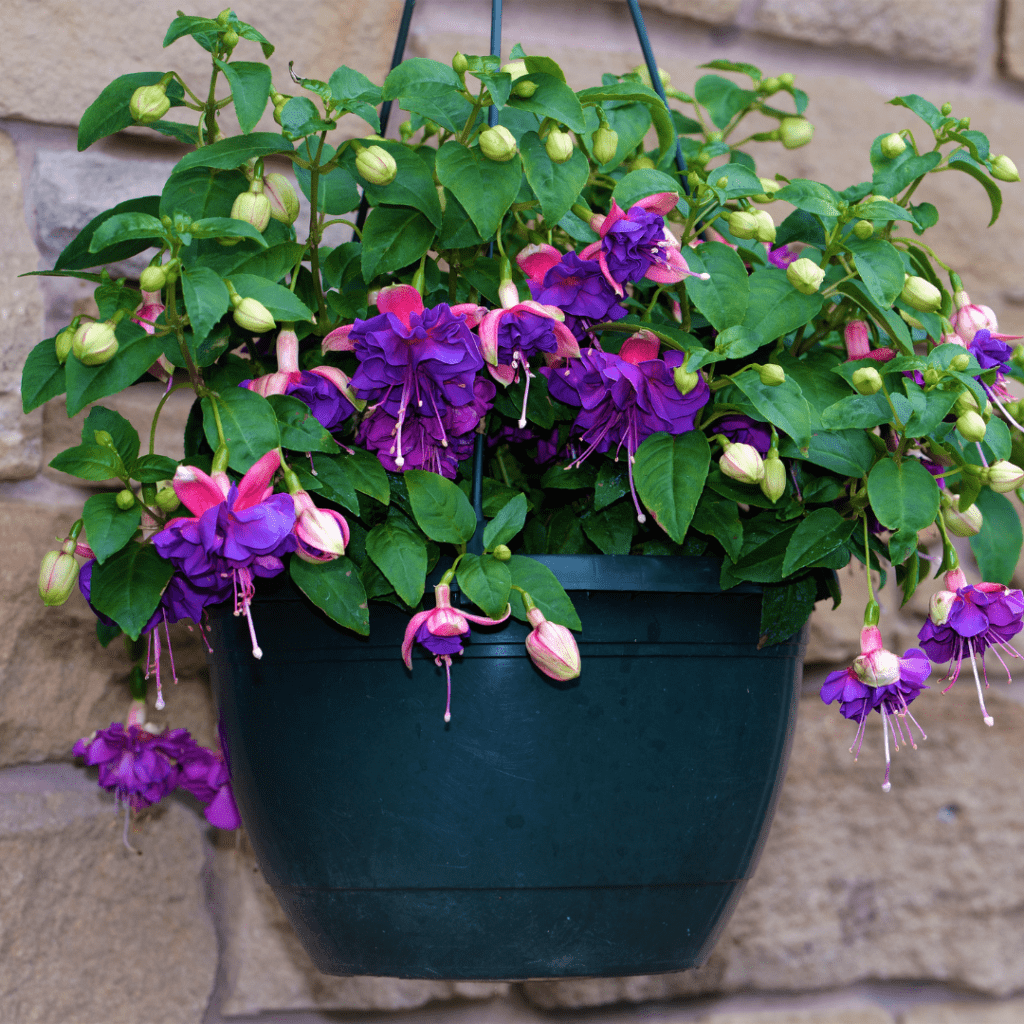 Fuchsias make perfect front door plants