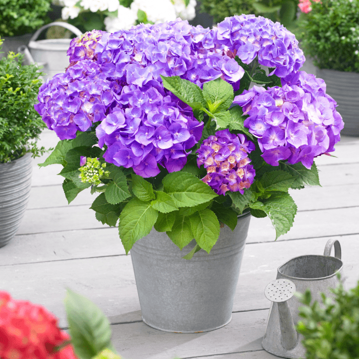 Hydrangeas make perfect front door plants