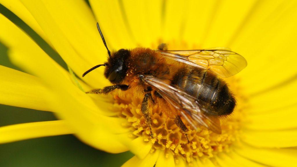 A mason bee (pollinator) on a yellow flower.