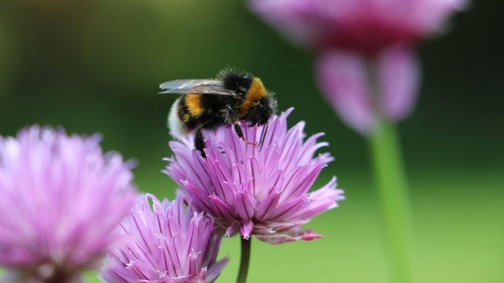 A bumblebee pollinating a purple flower.
