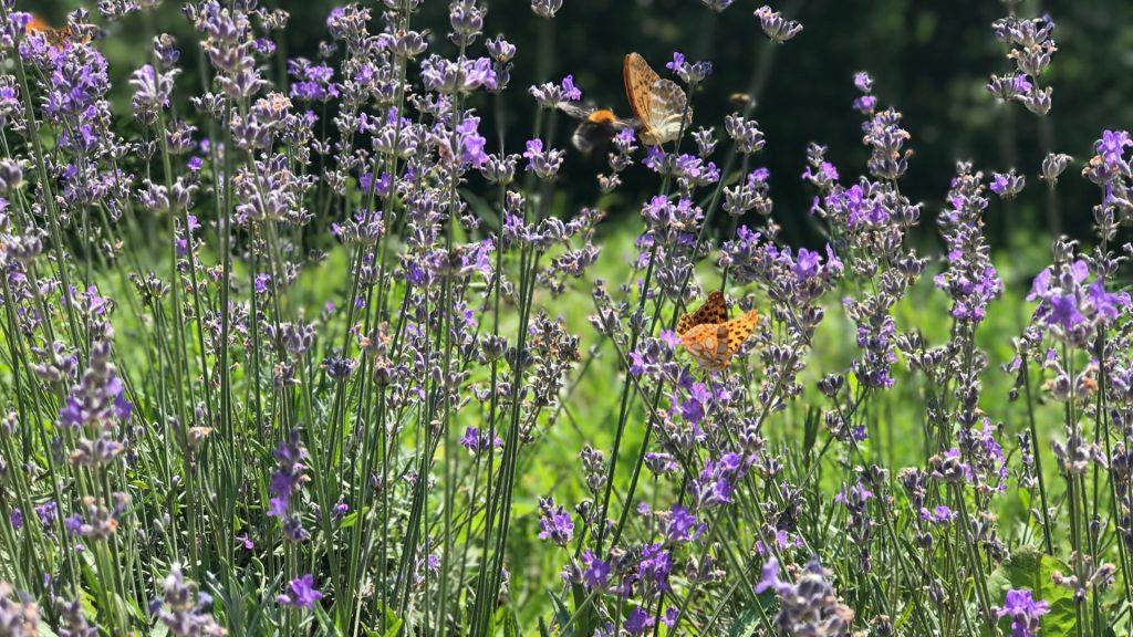 Pollinators like bees and butterflies flying around a flower patch.