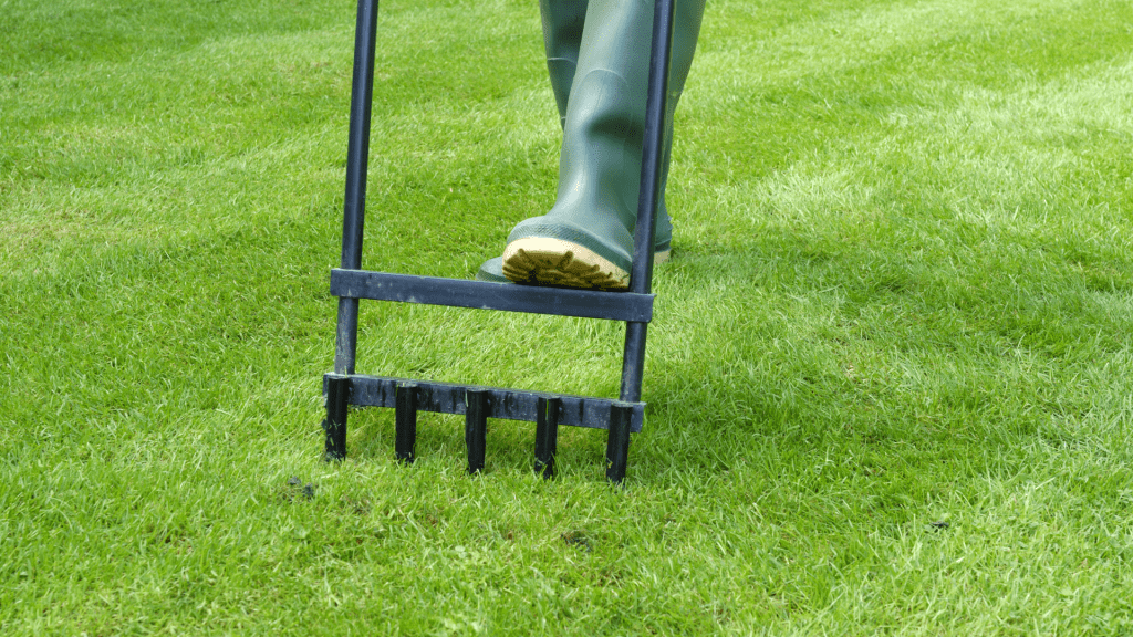 Gardener using a Hollow-Tined Aerator for Autumn Lawn Care