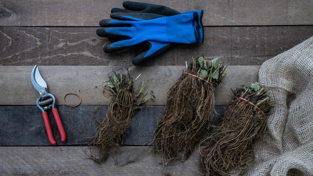Bare-root strawberry plants