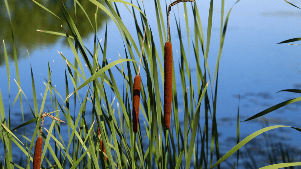 Cattails