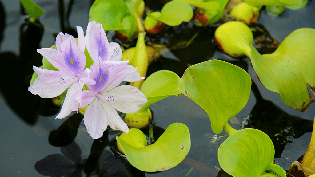 Water Hyacinth