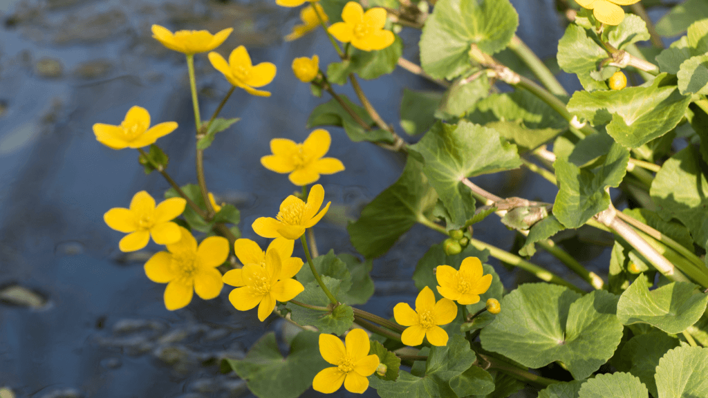 Marsh Marigold