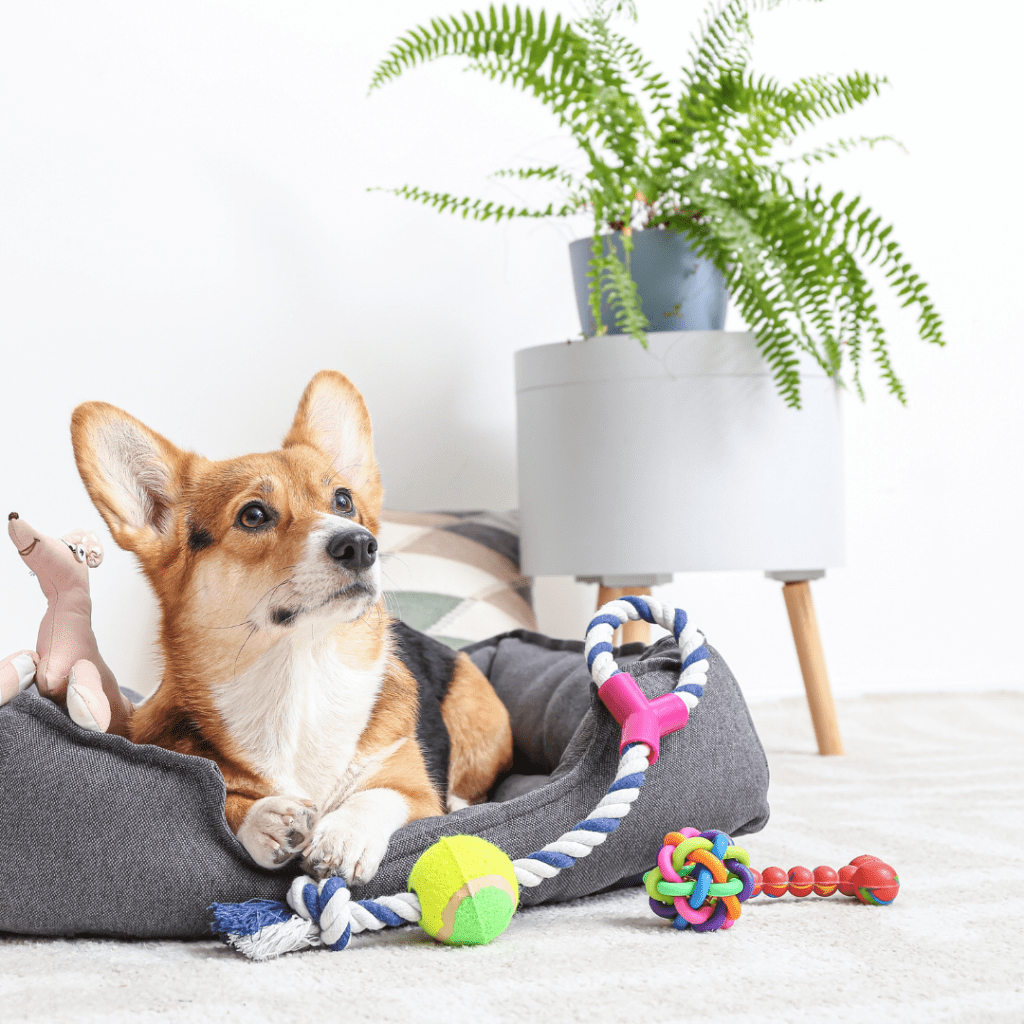 Dog sat next to a pet-friendly houseplant Boston Fern