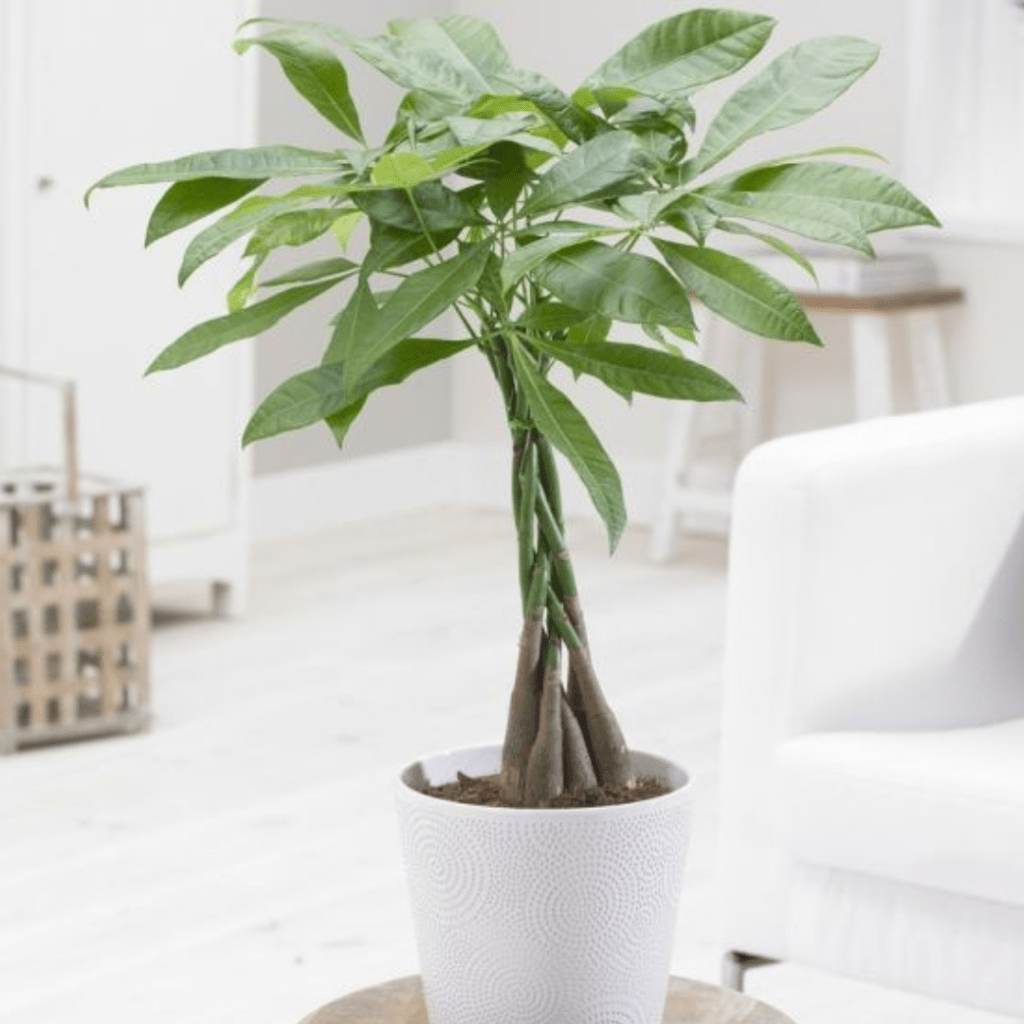 Pachira aquatica multi-stem tree - 'Money Tree'