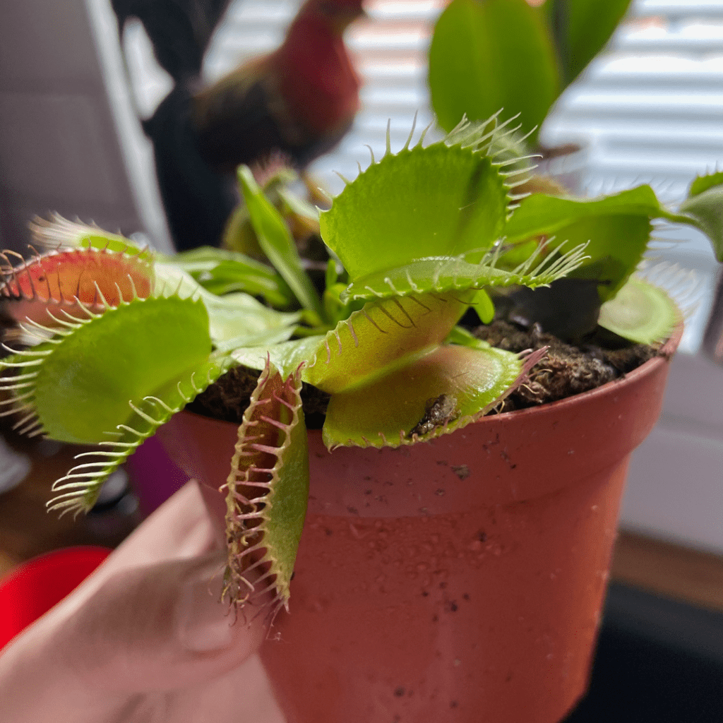 Venus Fly Trap - Dionaea Muscipula - Carnivorous Plant