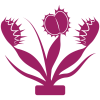 Carnivorous Plants