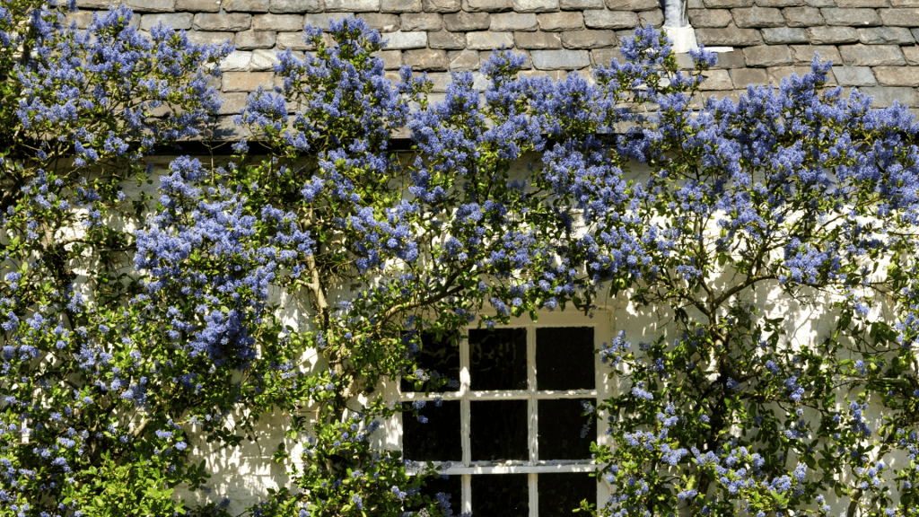 Ceanothus growing around a window