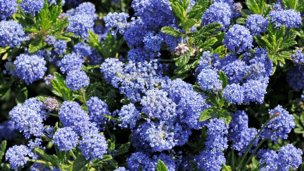 Plant Ceanothus in full sun
