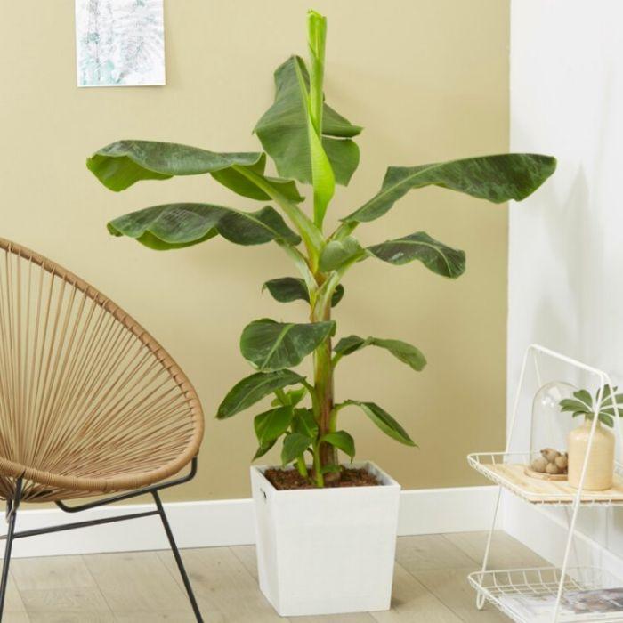 Bananarama - Musa Dwarf Cavenish - Banana Plant