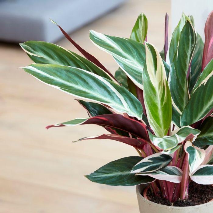 Stromanthe Sanguinea Triostar - Calathea is a pet-friendly houseplant