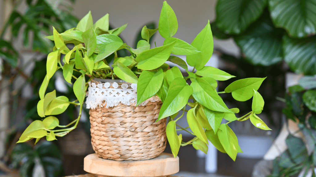 Neon Pothos