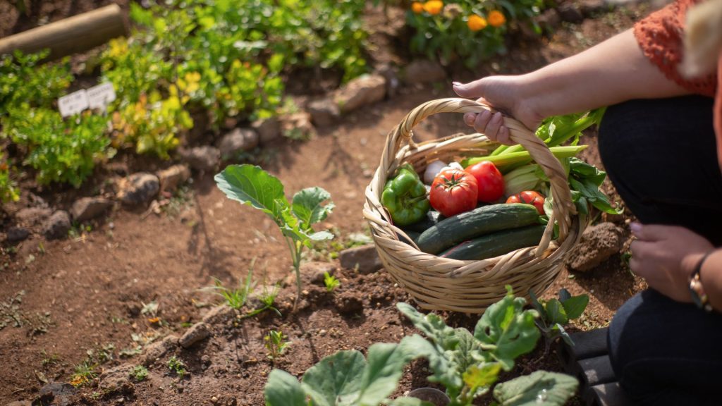 Fresh vegetables being harvested from a community garden.