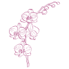 Orchids