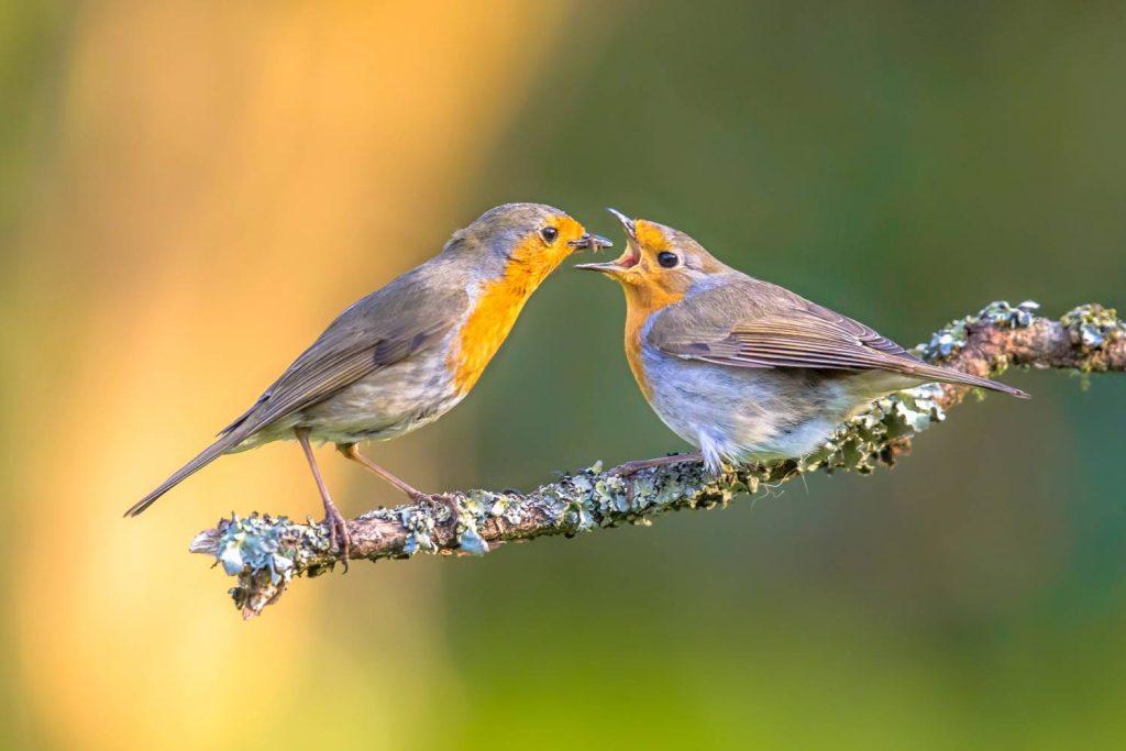 Robin bird feeding young robin