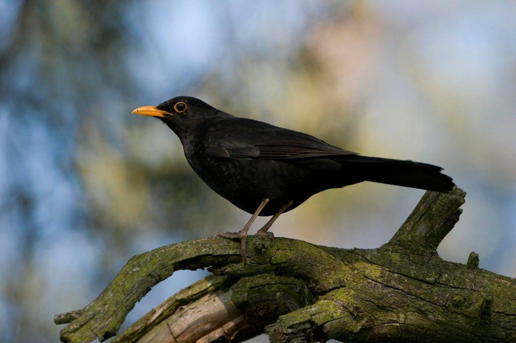 Blackbird on tree