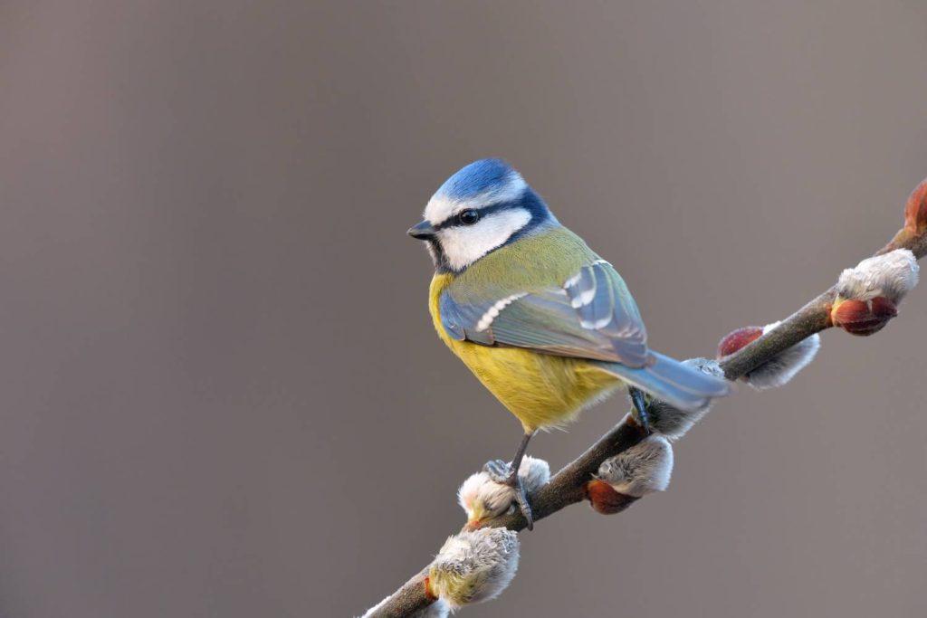 Blue Tit sitting on a branch