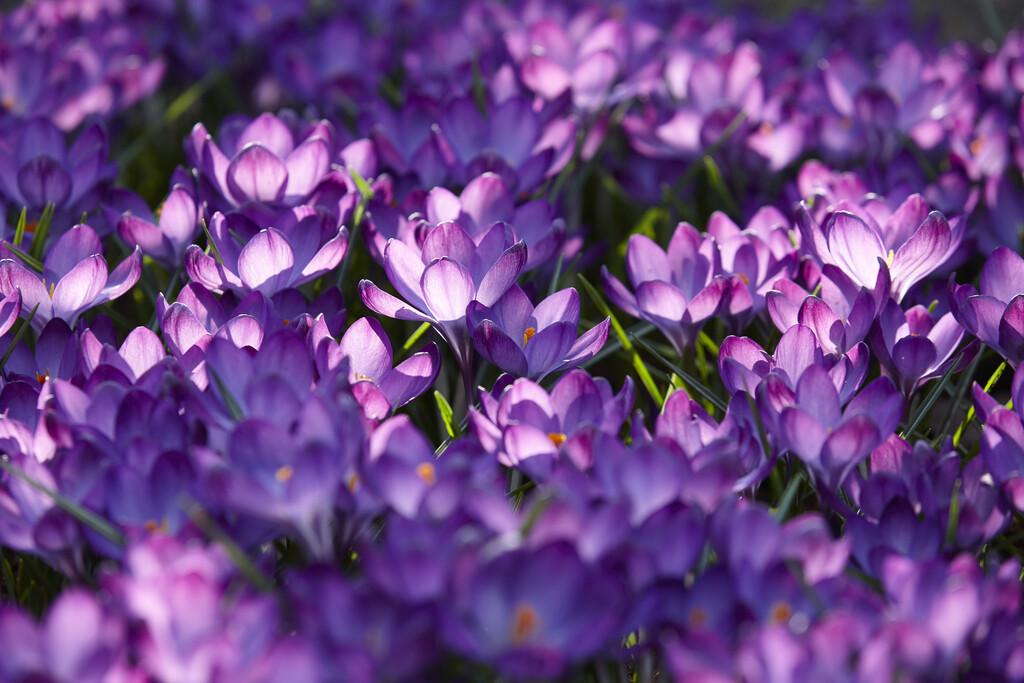 Crocus 'Ruby Giant' in full bloom.