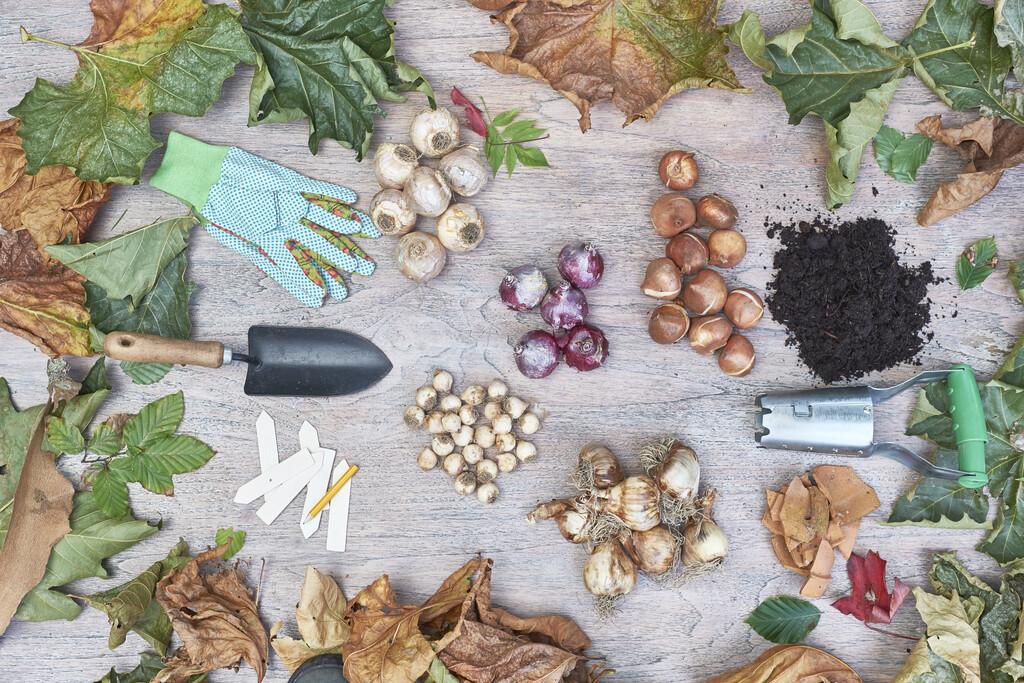 An assortment of spring bulbs and planting tools for the garden.