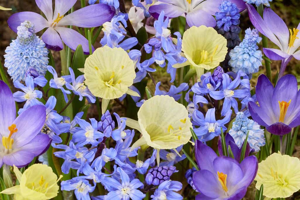 Early flowering mix of spring flowers.